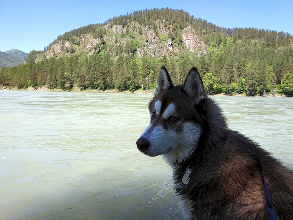 Saski-Berghund Altai-Schäferhund