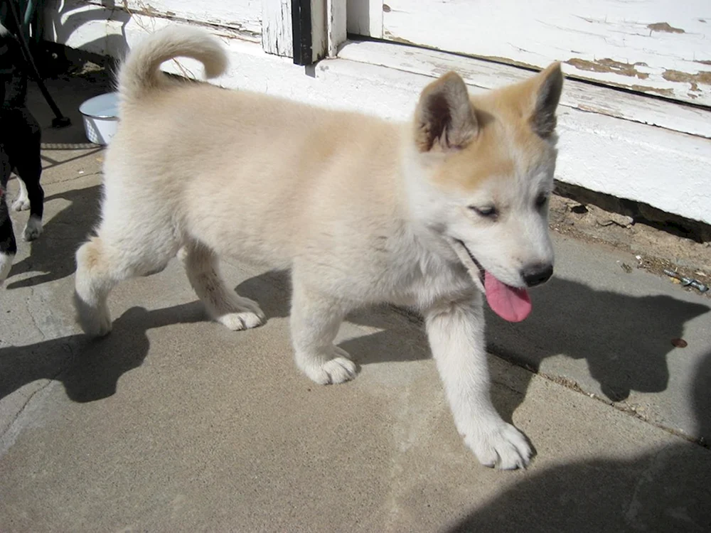 Akita inu