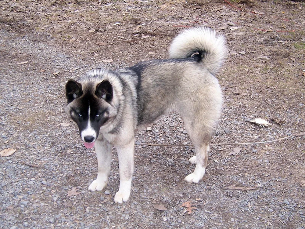 American Akita and husky inu