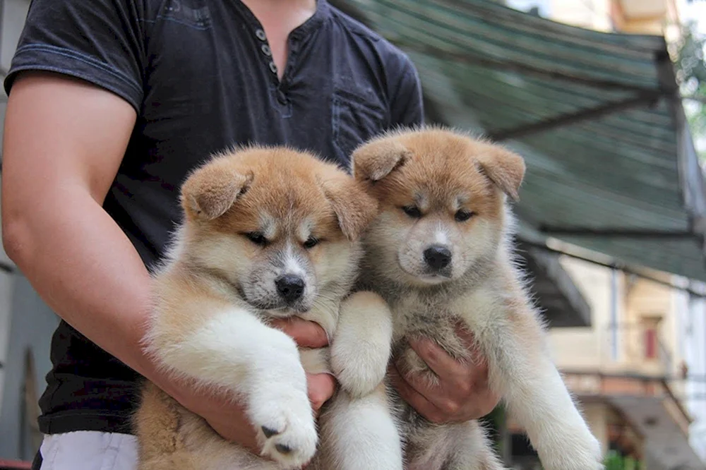 Amerikanischer Akita