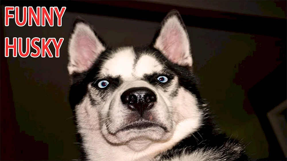 Chihuahua verdächtiger Hund