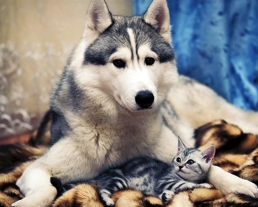 Kitten Husky Katze