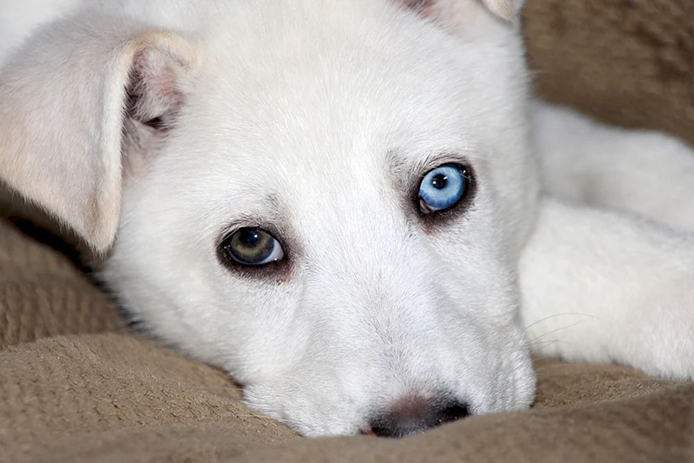Husky Husky schielend
