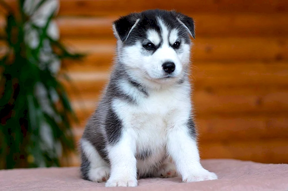 Siberian Husky