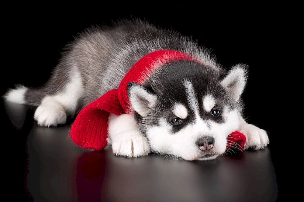 Siberian Husky