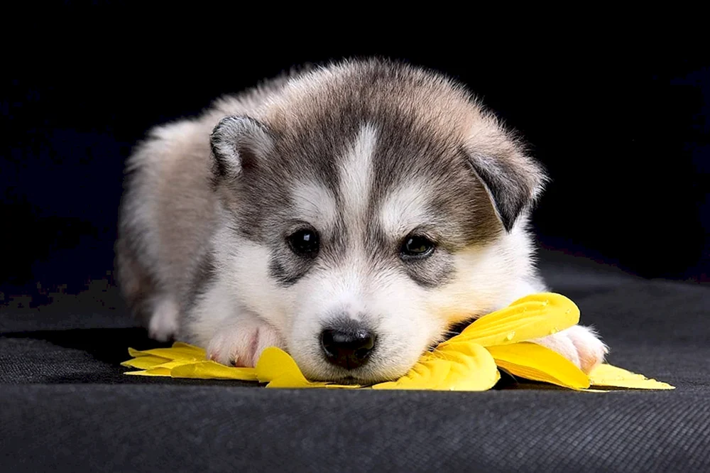 Husky Welpen