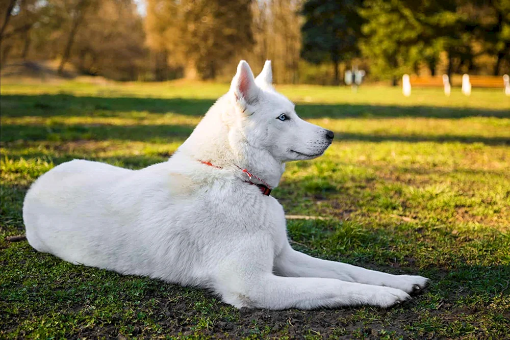 Husky weiß