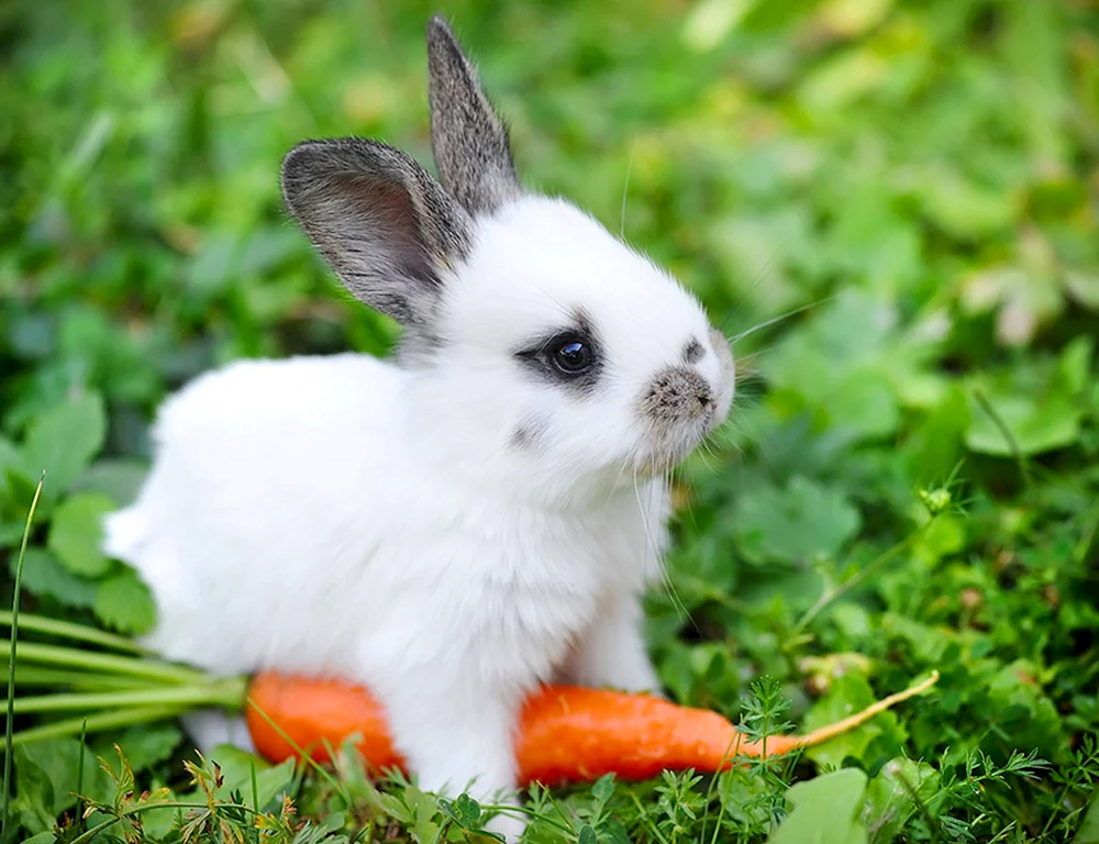 Kaninchen