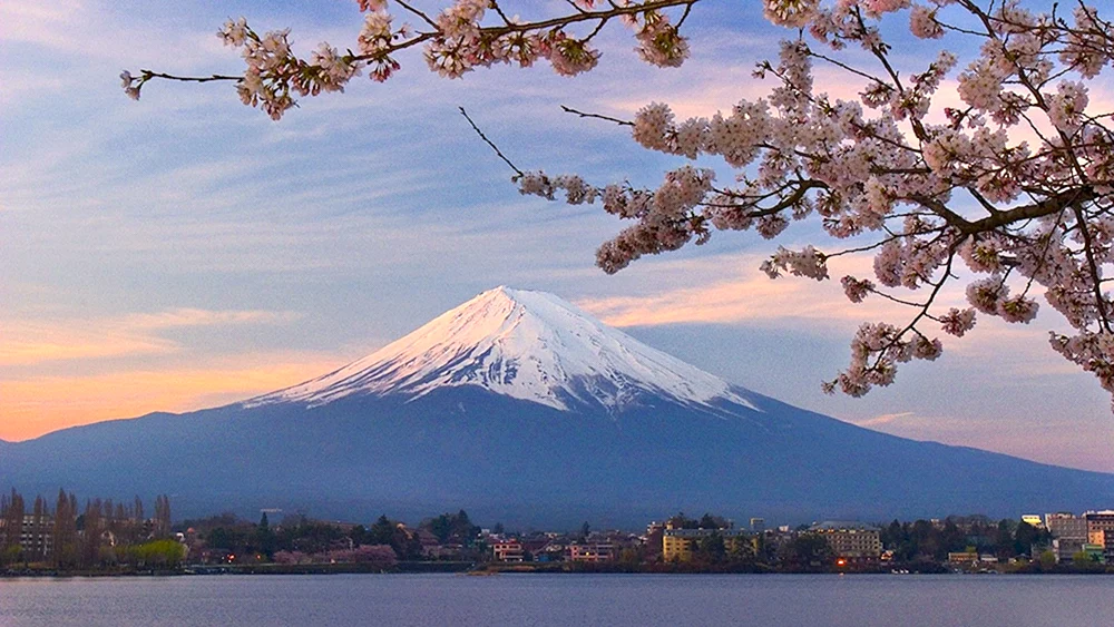 Japan Sakura