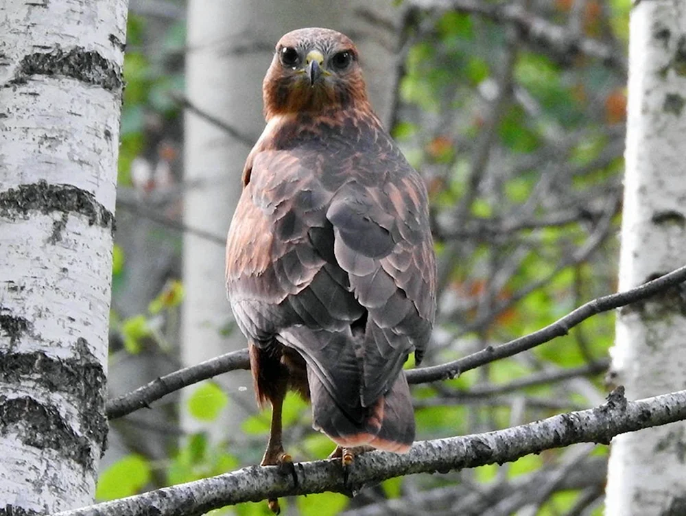 Raubvögel des Südens des Gebiets Tjumen