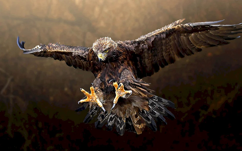 Raubvogel Steinadler