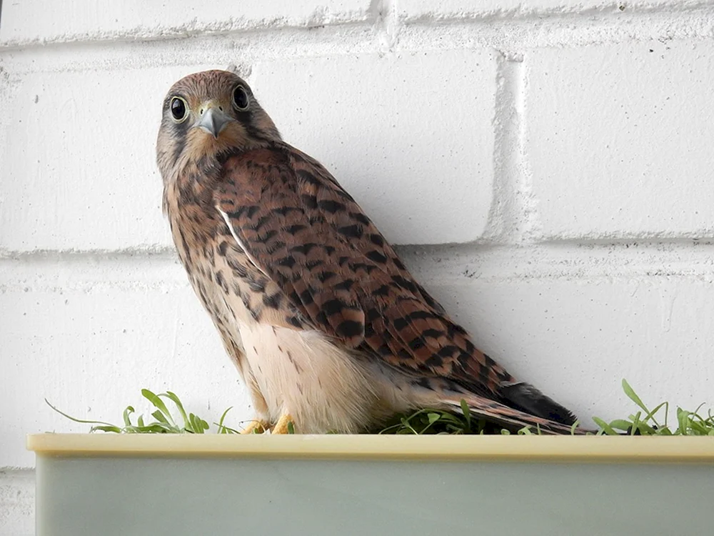 Raubvögel des Gebiets Orel
