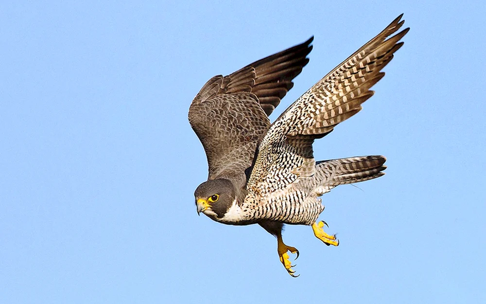 Sokol Wanderfalke in der Tundra