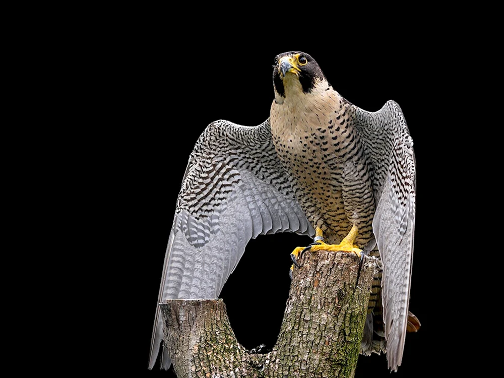 Sokol Wanderfalke Raubvogel