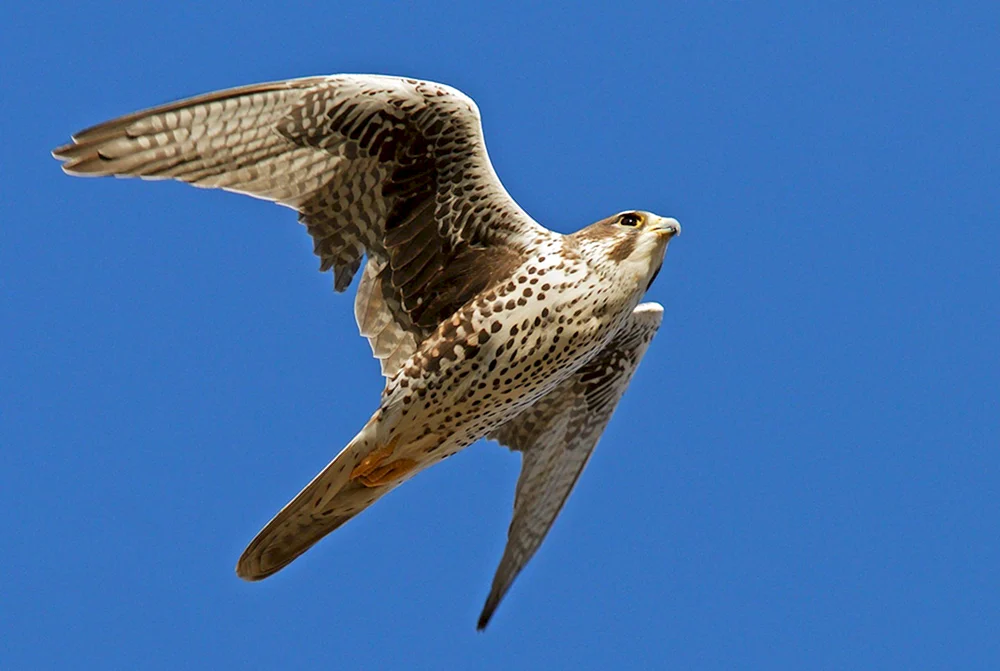Hawk Greifvögel Wanderfalke