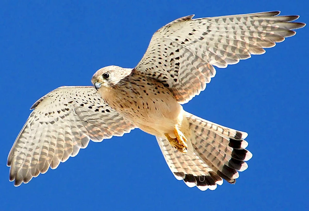 Kamtschatka Falke Gyrfalke
