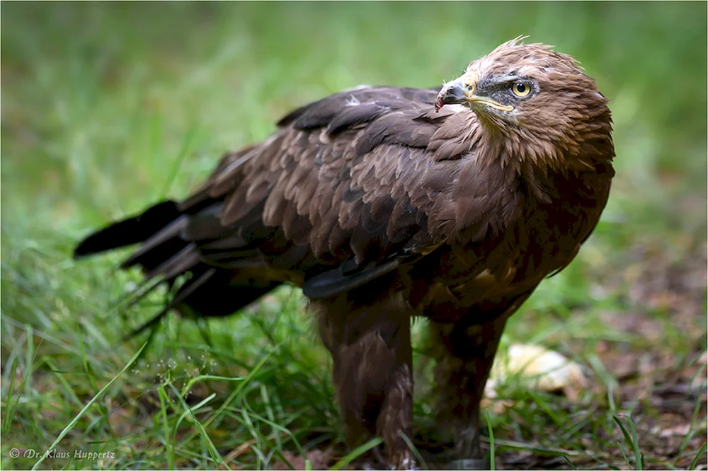 Raubvögel von Udmurtien