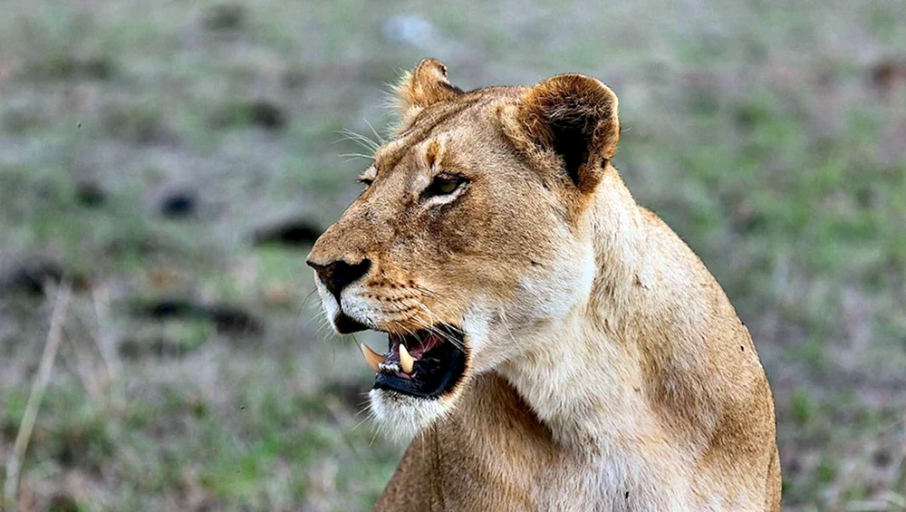 Raubtiere Tiere Löwe
