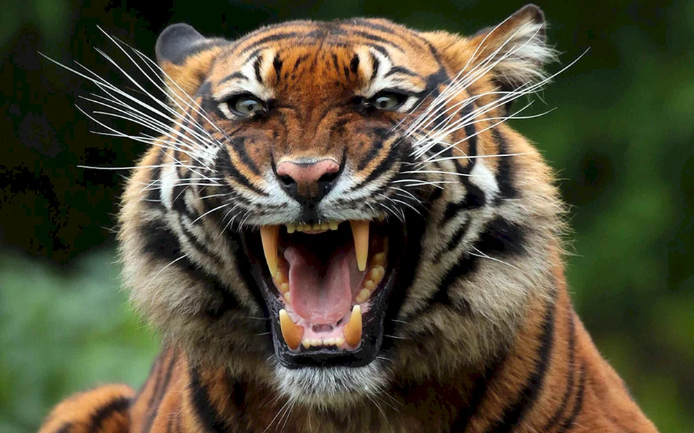 Raubtiere Tiger betäubt