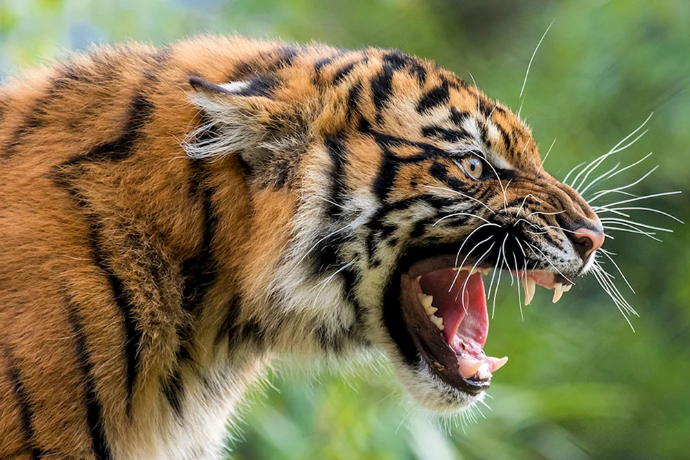 Tiger-Tiger betäubt Profil