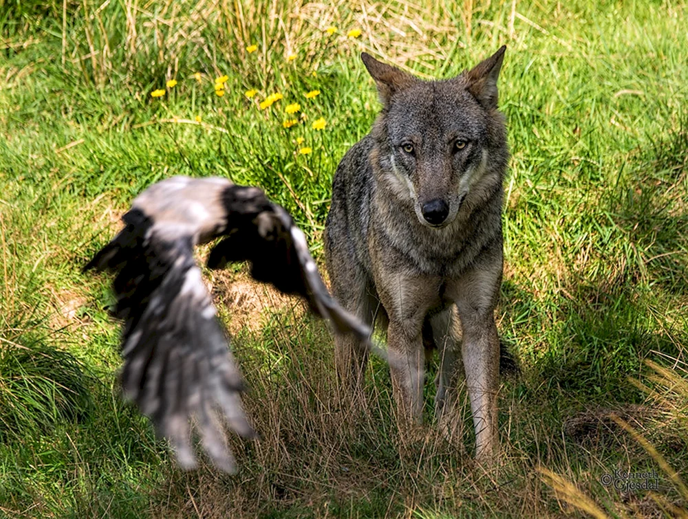 Wolfsschnitt 2024 modische Damenhaarschnitte