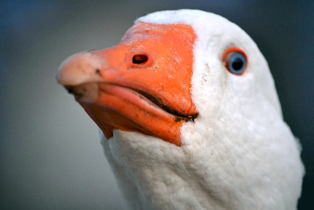 Lustige Gans