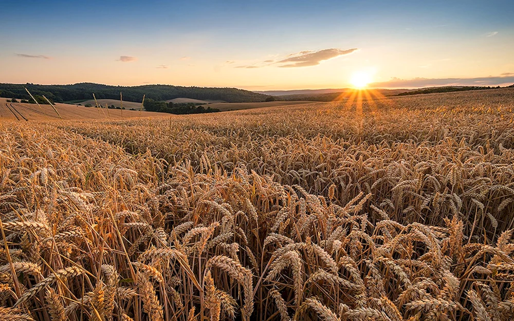 Brotfelder der Region Krasnodar