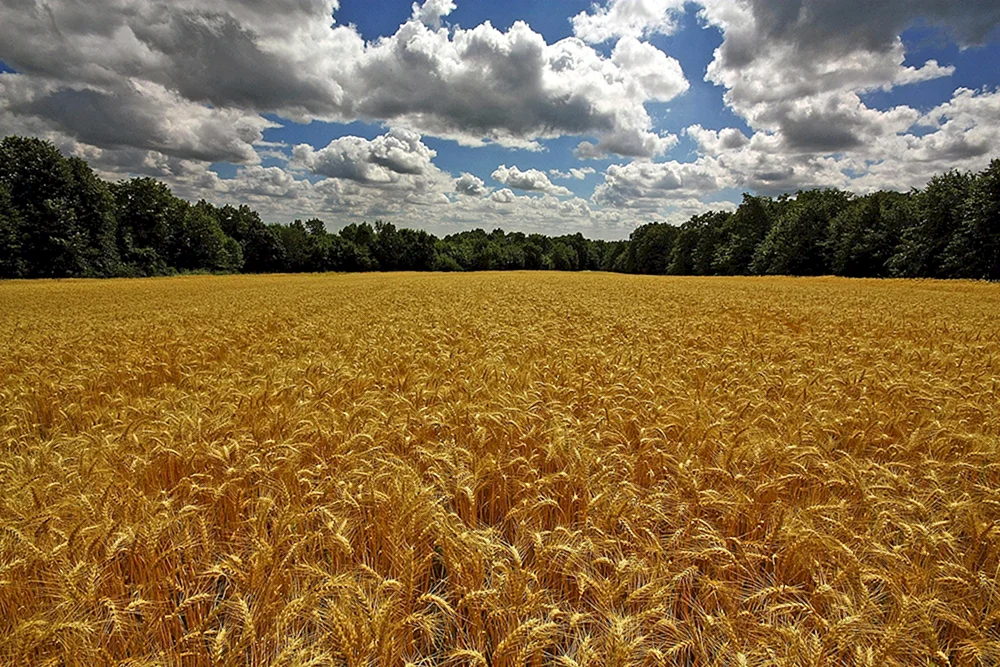 Brotfelder Udmurtien