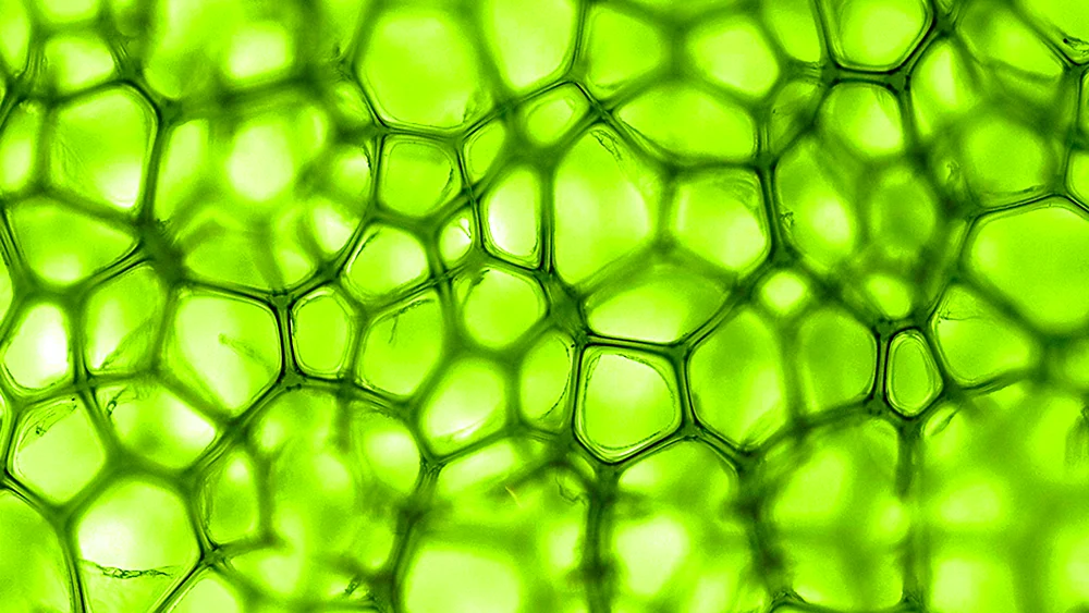 Chlorophyll unter dem Mikroskop