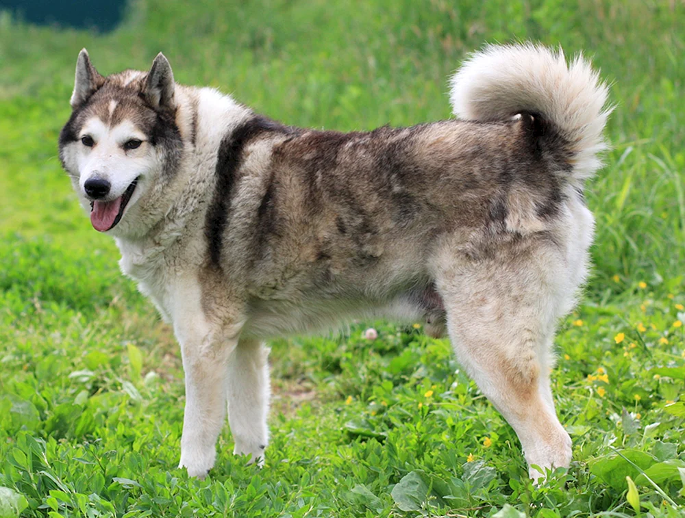 Amerikanischer Akita