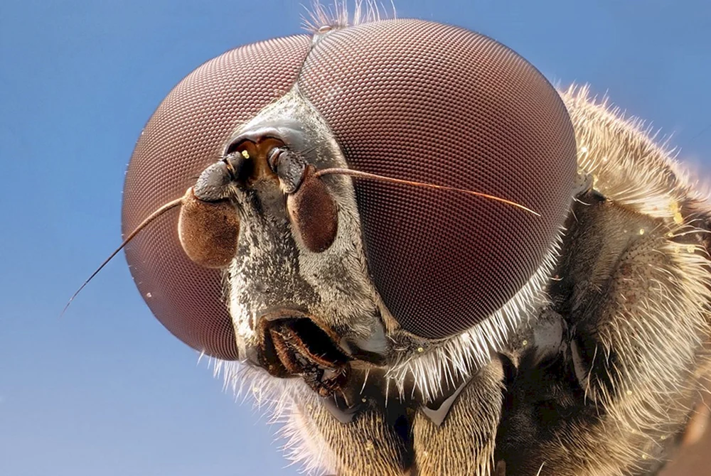 Der Rüssel einer Libelle