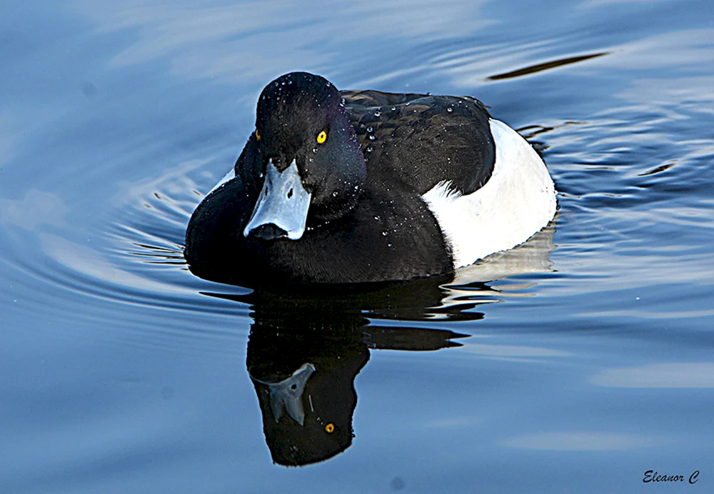 Amsel Wasservogel