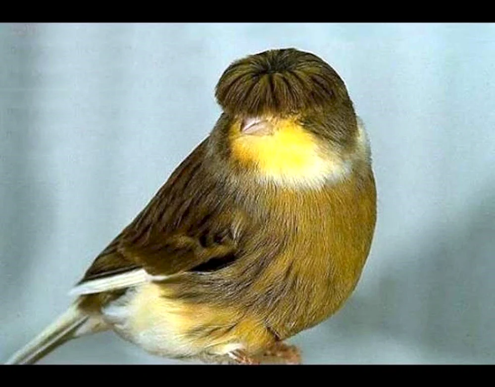 Haubenvogel