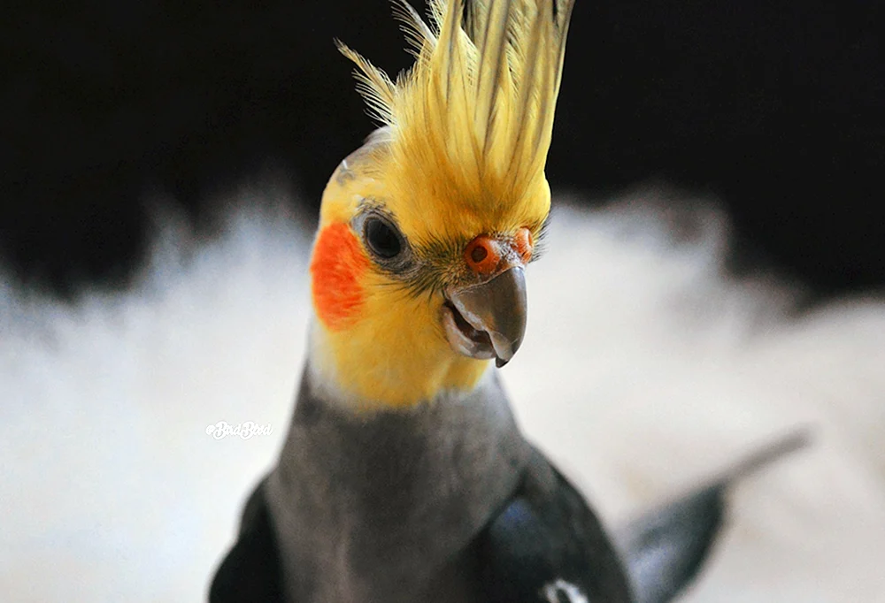 Fluffiger Haubenvogel