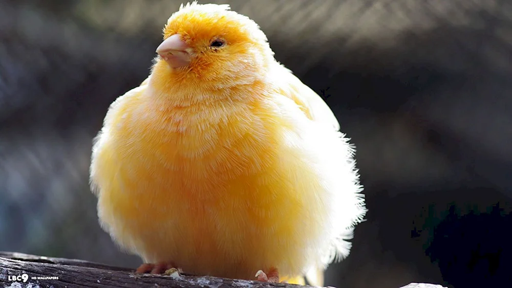 Schopfkanarienvogel