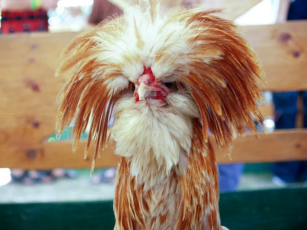 Paduanischer Brachvogel