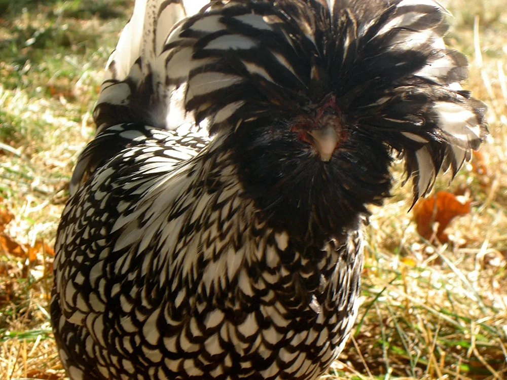 Paduaner Brachvogel