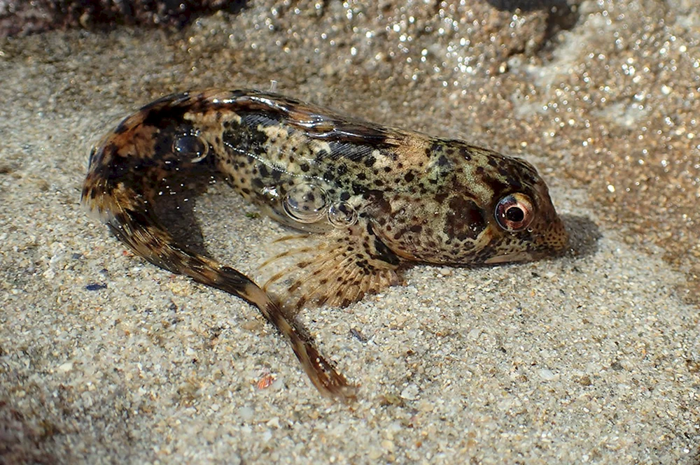 Salarias fasciatus Hundshai