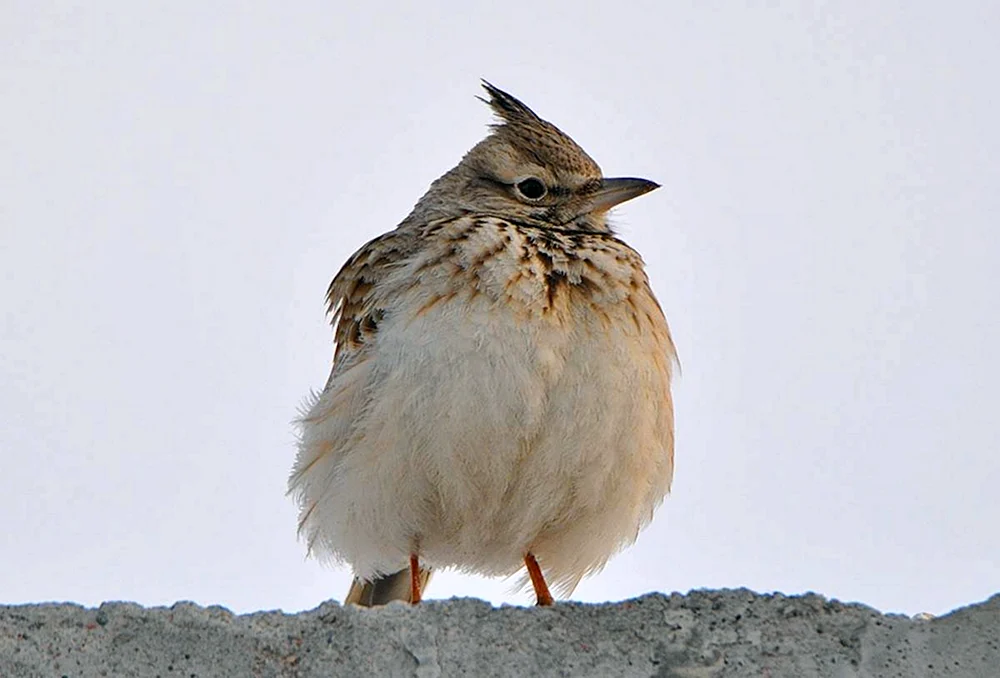Haubenblaukehlchen