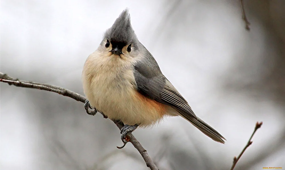 Schopfbombycilla