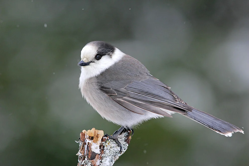 Grauer Vogel in der Region Moskau