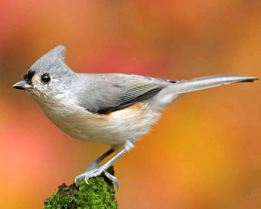 Grauer Junco