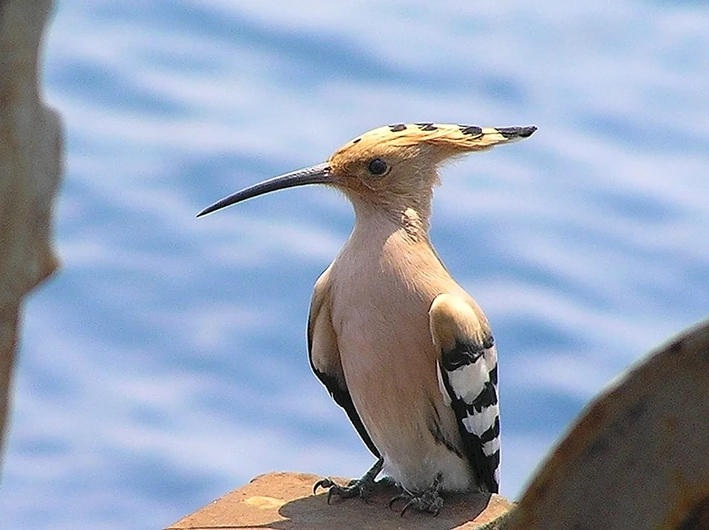 Grünrückenpinguin Meise