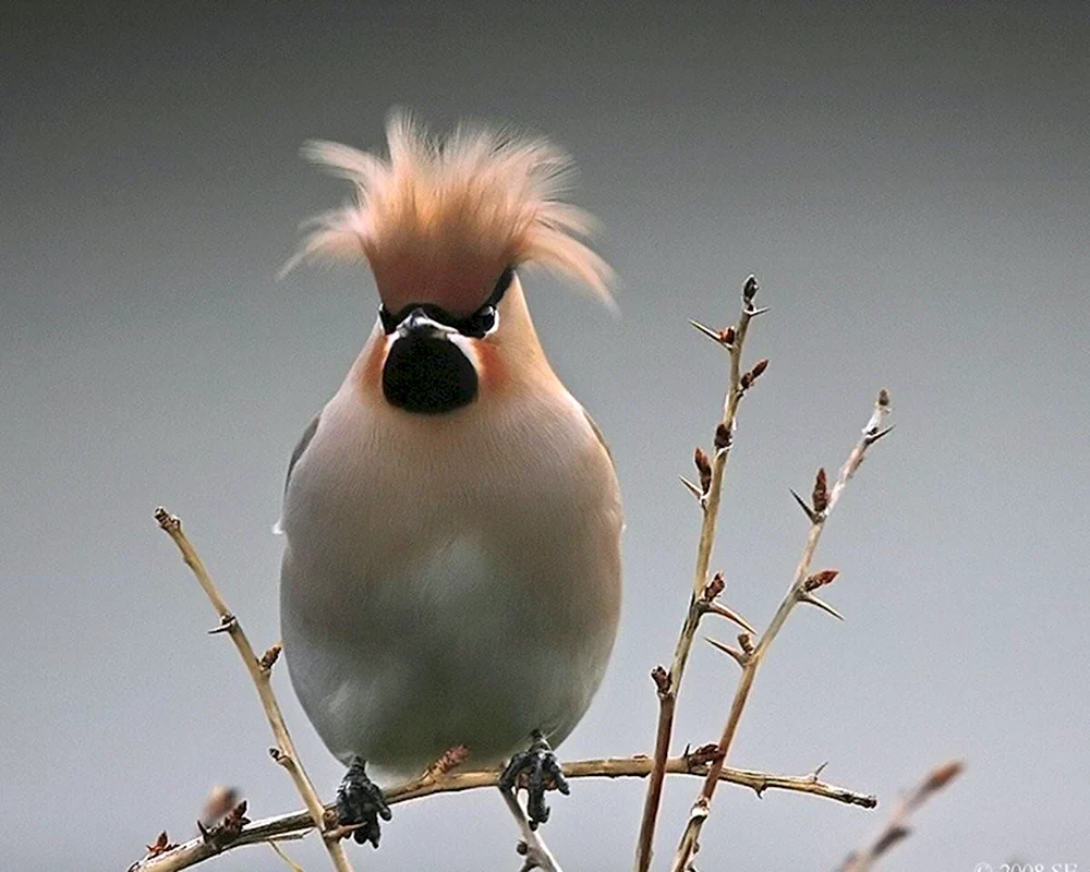 Haubenvögel