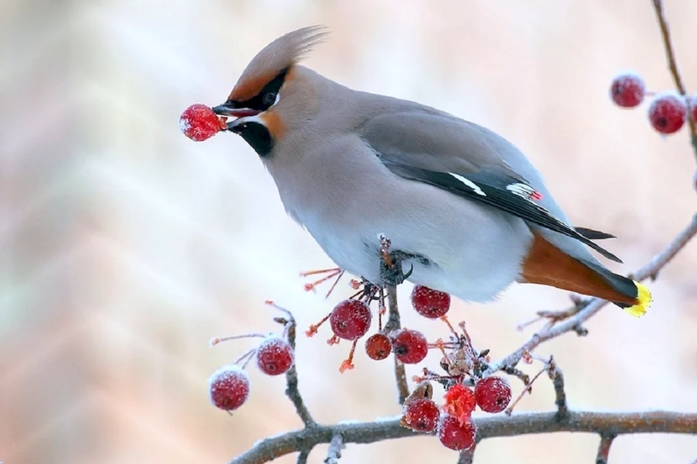 Männlicher und weiblicher Pfeifvogel