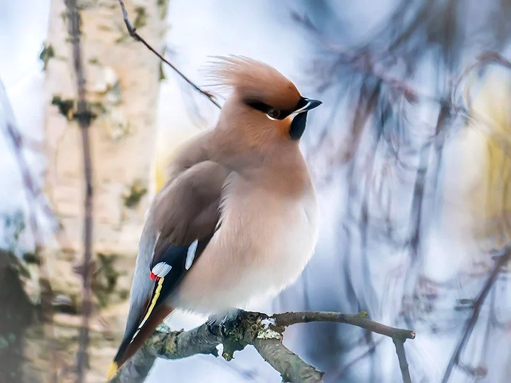 Moskauer Grasmücke Parus ater