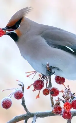Schopfpfeifvogel
