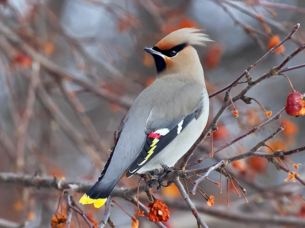 Schopfpfeifvogel