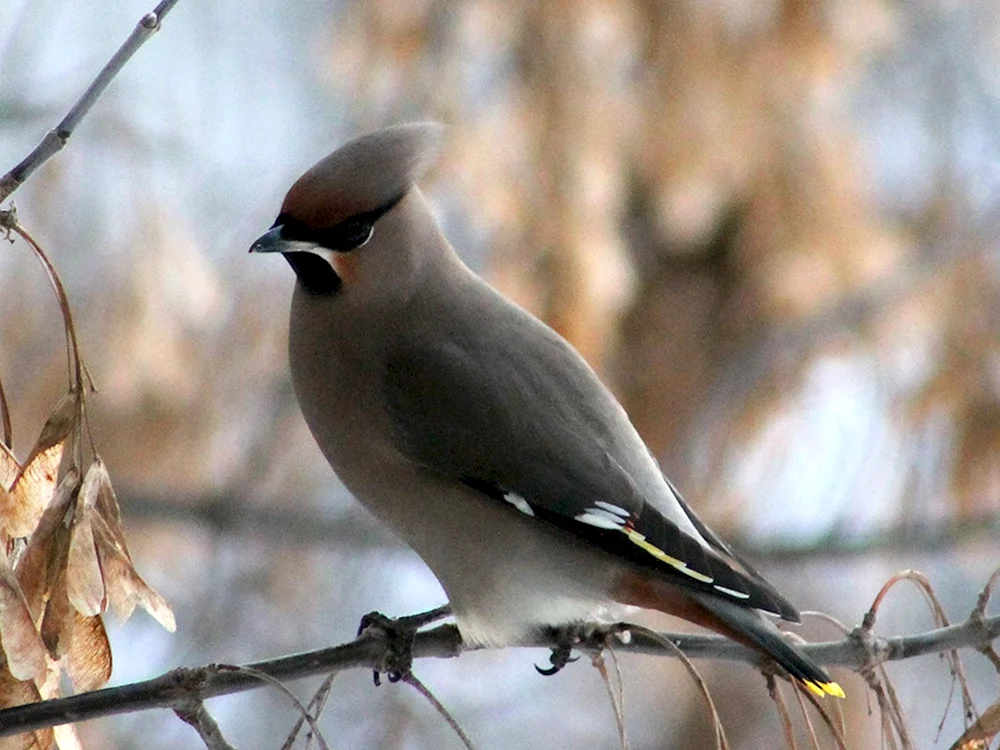 Gemeinschaftlicher Pfeifvogel Bombycilla garrulus