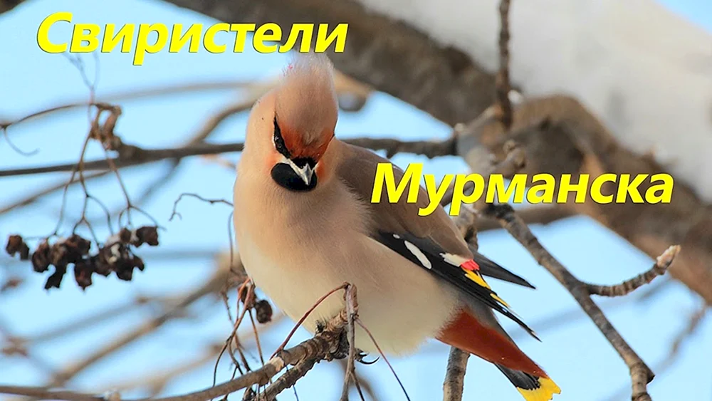 Schopfbombycilla